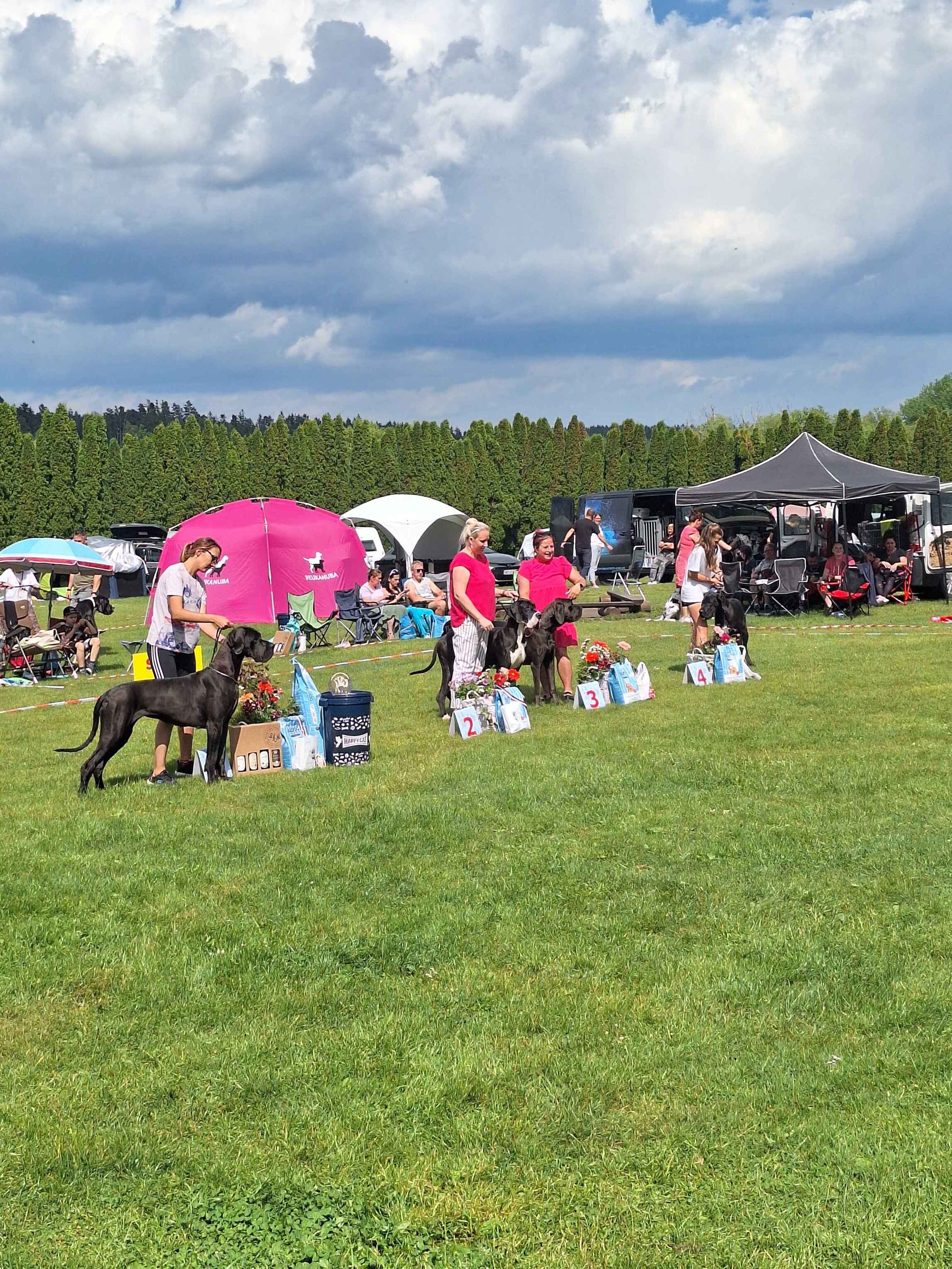 skvely-den-na-56-klubovej-vystave-nemeckych-dog-v-kempe-olsovec-gallery-image-78394