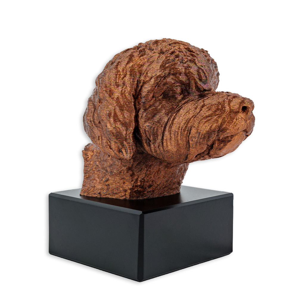 Taliansky vodný pes - Bronzová, Medium